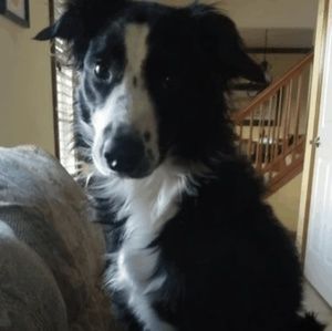 Meet your Posher, Amelia